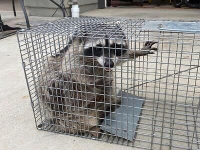 Fort Myers raccoon trapping